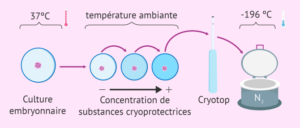 vitrification des ovocytaire