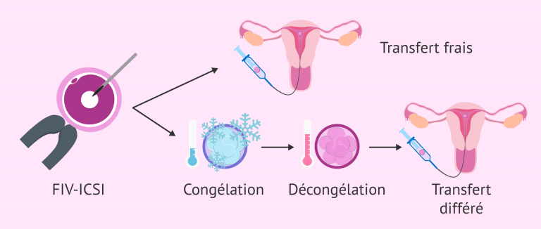 taux de réussite embryons congelés